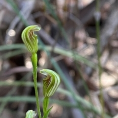 Pterostylis parviflora (Tiny Greenhood) at Gundary, NSW - 29 Mar 2024 by Tapirlord