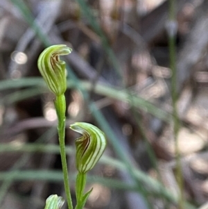 Pterostylis parviflora at Pomaderris Nature Reserve - 30 Mar 2024