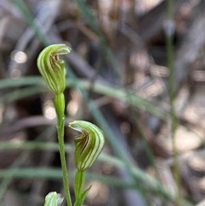 Pterostylis parviflora (Tiny Greenhood) at Pomaderris Nature Reserve by Tapirlord