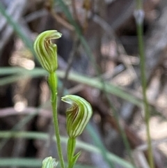 Pterostylis parviflora at Pomaderris Nature Reserve - 30 Mar 2024