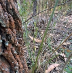 Pterostylis parviflora at Pomaderris Nature Reserve - 30 Mar 2024