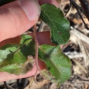 Eucalyptus agglomerata at Pomaderris Nature Reserve - 30 Mar 2024