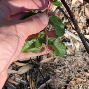 Eucalyptus agglomerata at Pomaderris Nature Reserve - 30 Mar 2024