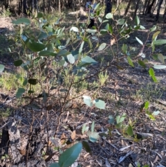 Eucalyptus agglomerata at Pomaderris Nature Reserve - 30 Mar 2024