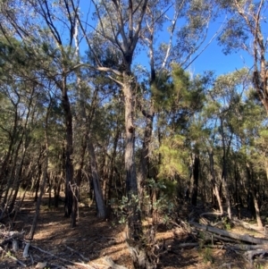 Eucalyptus agglomerata at Pomaderris Nature Reserve - 30 Mar 2024