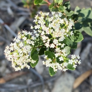 Platysace lanceolata at Pomaderris Nature Reserve - 30 Mar 2024