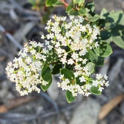 Platysace lanceolata (Shrubby Platysace) at Pomaderris Nature Reserve - 29 Mar 2024 by Tapirlord