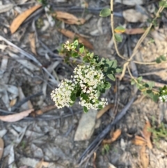 Platysace lanceolata at Pomaderris Nature Reserve - 30 Mar 2024