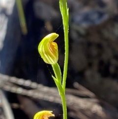 Speculantha parviflora (Tiny Greenhood) at Pomaderris Nature Reserve - 30 Mar 2024 by Tapirlord