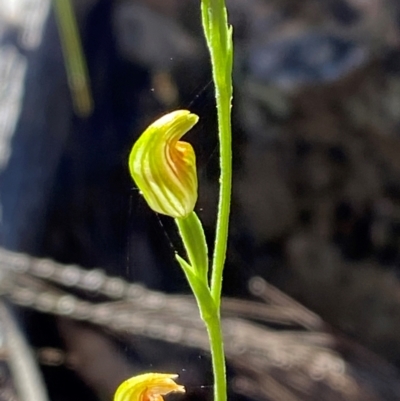 Speculantha parviflora (Tiny Greenhood) at Pomaderris Nature Reserve - 30 Mar 2024 by Tapirlord