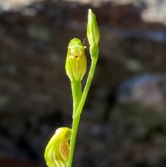 Pterostylis parviflora at Pomaderris Nature Reserve - 30 Mar 2024