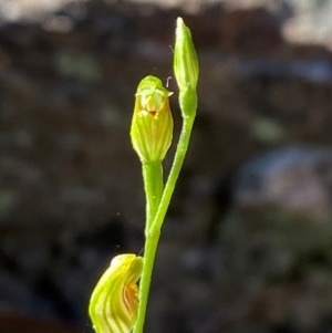 Pterostylis parviflora at Pomaderris Nature Reserve - 30 Mar 2024