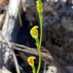 Pterostylis parviflora at Pomaderris Nature Reserve - 30 Mar 2024