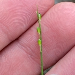 Entolasia stricta (Wiry Panic) at Pomaderris Nature Reserve - 29 Mar 2024 by Tapirlord