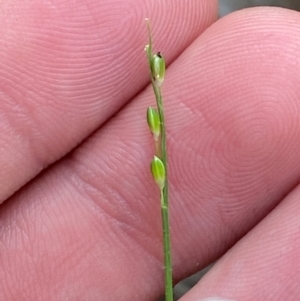 Entolasia stricta at Pomaderris Nature Reserve - 30 Mar 2024