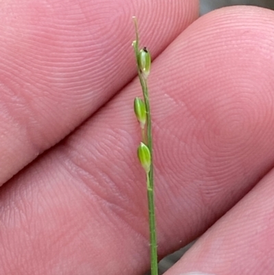 Entolasia stricta (Wiry Panic) at Gundary, NSW - 29 Mar 2024 by Tapirlord