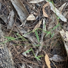 Entolasia stricta at Pomaderris Nature Reserve - 30 Mar 2024