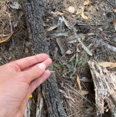 Entolasia stricta at Pomaderris Nature Reserve - 30 Mar 2024