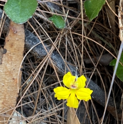 Goodenia hederacea subsp. hederacea (Ivy Goodenia, Forest Goodenia) at Pomaderris Nature Reserve - 29 Mar 2024 by Tapirlord