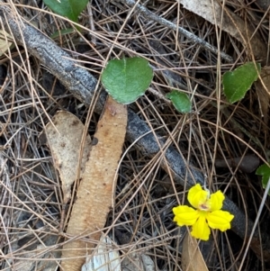 Goodenia hederacea subsp. hederacea at Pomaderris Nature Reserve - 30 Mar 2024