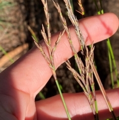 Lepidosperma urophorum (Tailed Rapier-sedge) at Pomaderris Nature Reserve - 29 Mar 2024 by Tapirlord