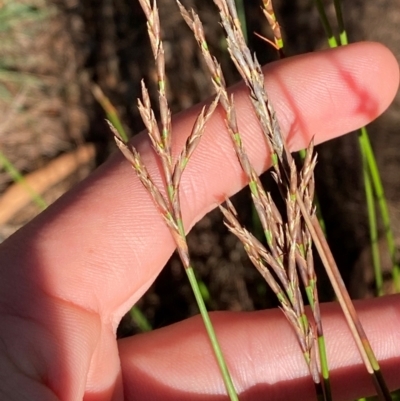 Lepidosperma urophorum (Tailed Rapier-sedge) at Pomaderris Nature Reserve - 30 Mar 2024 by Tapirlord