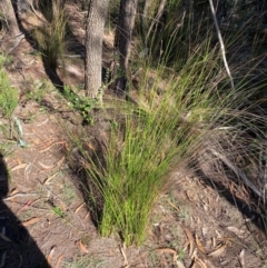 Lepidosperma urophorum at Pomaderris Nature Reserve - 30 Mar 2024