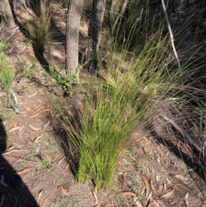 Lepidosperma urophorum at Pomaderris Nature Reserve - 30 Mar 2024