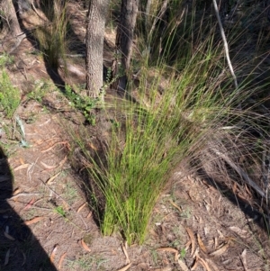 Lepidosperma urophorum at Pomaderris Nature Reserve - 30 Mar 2024