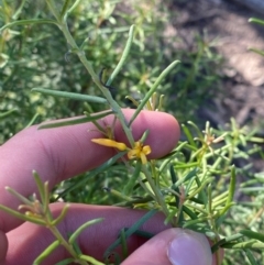 Persoonia mollis subsp. livens at Pomaderris Nature Reserve - 30 Mar 2024 by Tapirlord