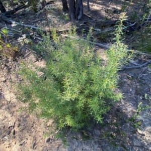 Persoonia mollis subsp. livens at Pomaderris Nature Reserve - 30 Mar 2024