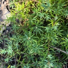 Styphelia humifusum (Cranberry Heath) at Gundary, NSW - 29 Mar 2024 by Tapirlord