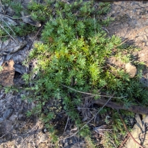 Styphelia humifusum at Gundary, NSW - 30 Mar 2024 09:44 AM