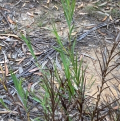 Stypandra glauca (Nodding Blue Lily) at Gundary, NSW - 30 Mar 2024 by Tapirlord