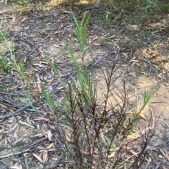 Stypandra glauca at Gundary, NSW - 30 Mar 2024