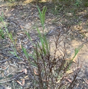 Stypandra glauca at Gundary, NSW - 30 Mar 2024