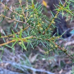 Acacia ulicifolia (Prickly Moses) at Gundary, NSW - 29 Mar 2024 by Tapirlord