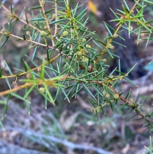 Acacia ulicifolia at Gundary, NSW - 30 Mar 2024