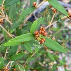 Pomaderris andromedifolia subsp. andromedifolia (Andromeda Pomaderris) at Gundary, NSW - 30 Mar 2024 by Tapirlord