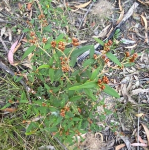 Pomaderris andromedifolia subsp. andromedifolia at Gundary, NSW - 30 Mar 2024