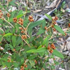 Pomaderris andromedifolia subsp. andromedifolia at Gundary, NSW - 30 Mar 2024