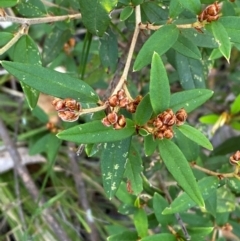 Pomaderris andromedifolia subsp. andromedifolia at Gundary, NSW - 30 Mar 2024