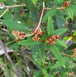 Pomaderris andromedifolia subsp. andromedifolia at Gundary, NSW - 30 Mar 2024