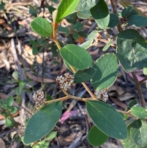 Pomaderris lanigera at Gundary, NSW - 30 Mar 2024 09:40 AM