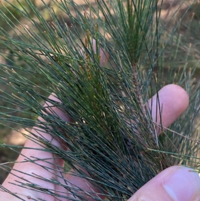 Allocasuarina littoralis (Black She-oak) at Gundary, NSW - 29 Mar 2024 by Tapirlord