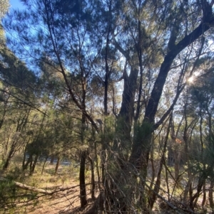 Allocasuarina littoralis at Gundary, NSW - 30 Mar 2024 09:39 AM