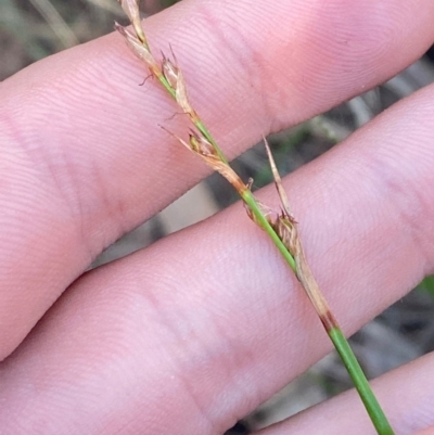 Lepidosperma laterale (Variable Sword Sedge) at Gundary, NSW - 29 Mar 2024 by Tapirlord