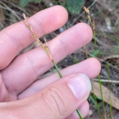 Lepidosperma laterale at Gundary, NSW - 30 Mar 2024