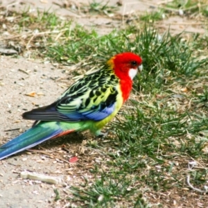 Platycercus eximius at Higgins, ACT - 20 Apr 2008