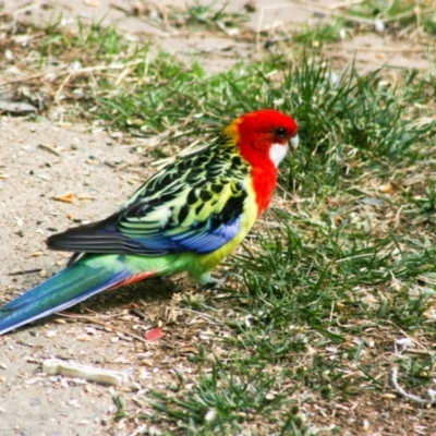Platycercus eximius (Eastern Rosella) at Higgins, ACT - 20 Apr 2008 by AlisonMilton